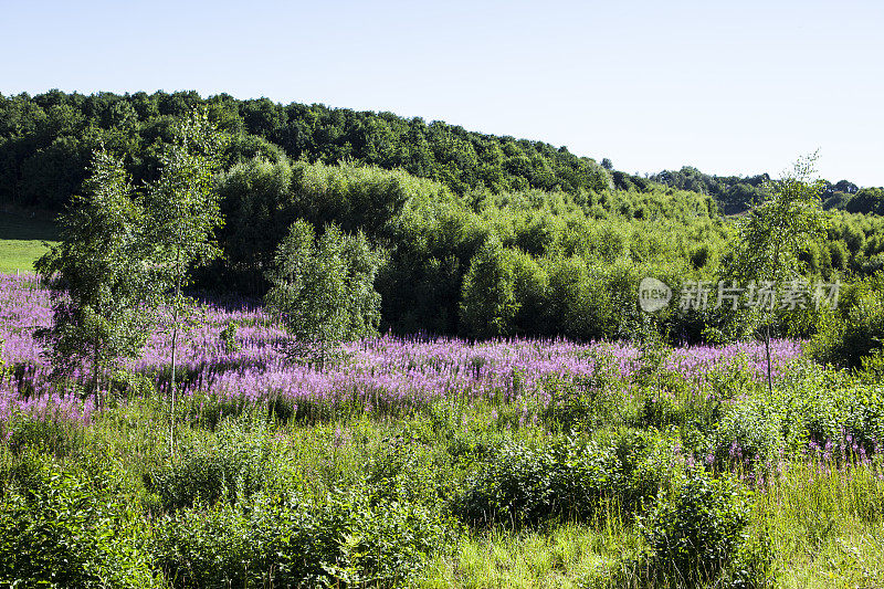 丹麦景观与Chamaenerion Angustifolium